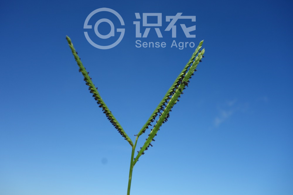柑橘黄叶症状示例3