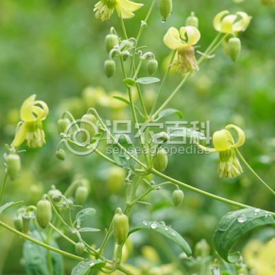 东方铁线莲