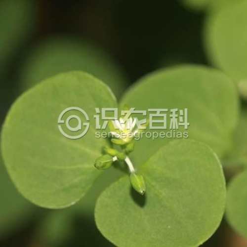 柑橘黄叶症状示例2