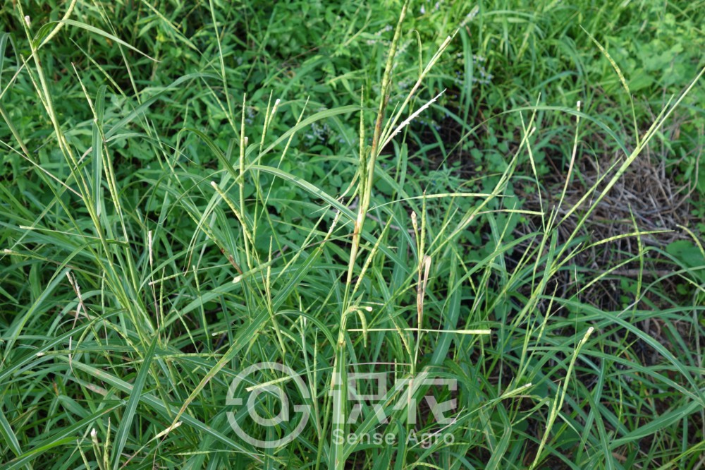 柑橘黄叶症状示例1
