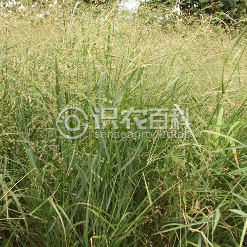 柑橘黄叶症状示例2
