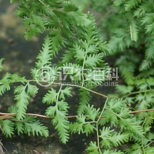 柑橘黄叶症状示例3