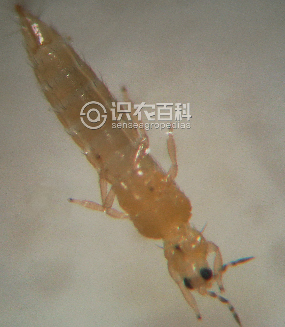 柑橘黄叶症状示例2
