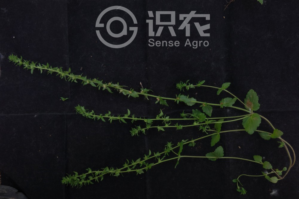 柑橘黄叶症状示例6