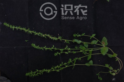 直立婆婆纳