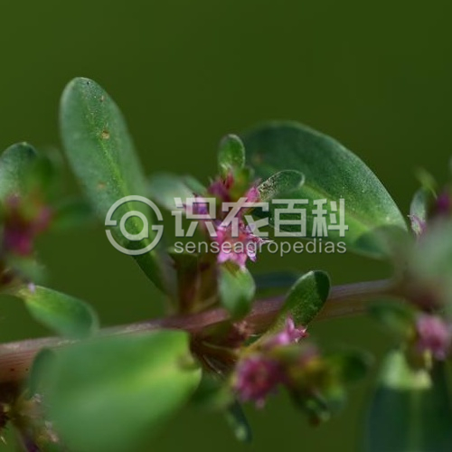 柑橘黄叶症状示例1
