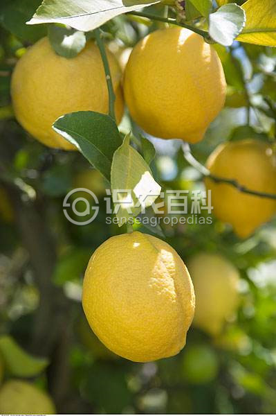 柑橘黄叶症状示例1