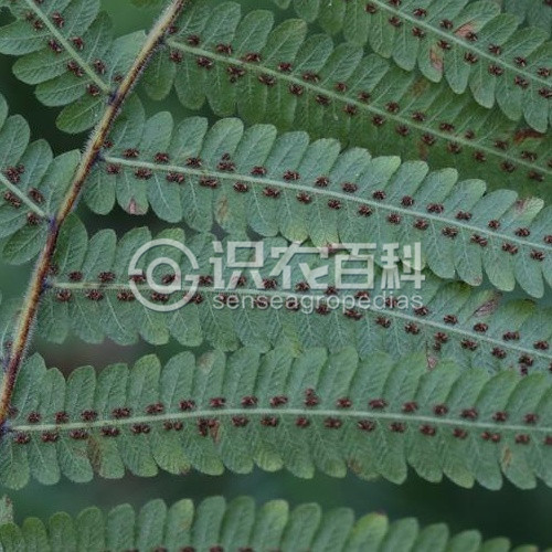 柑橘黄叶症状示例2