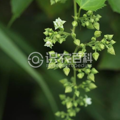 柑橘黄叶症状示例3