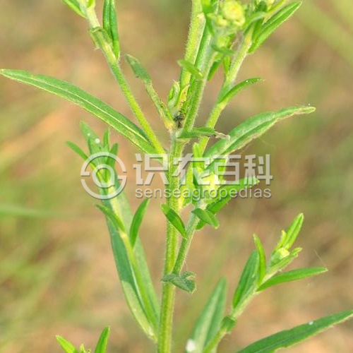 柑橘黄叶症状示例3