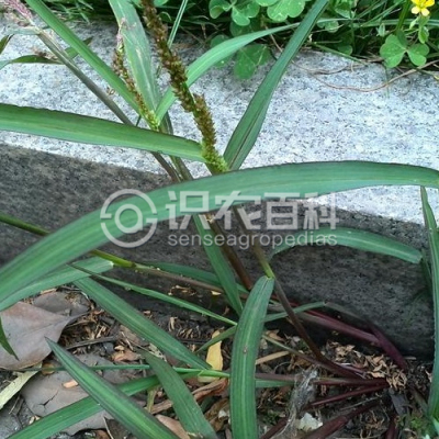 细叶旱稗