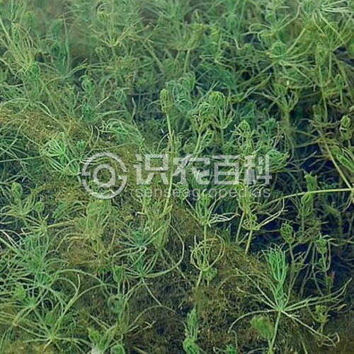 柑橘黄叶症状示例1