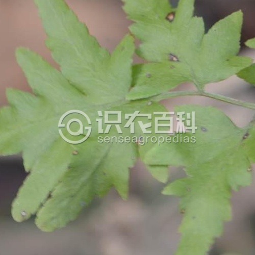 柑橘黄叶症状示例1