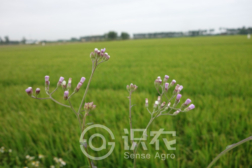 柑橘黄叶症状示例2