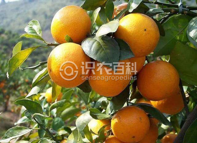 柑橘黄叶症状示例2