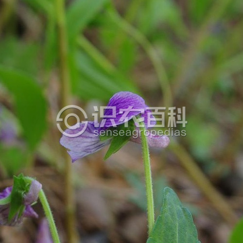 柑橘黄叶症状示例3
