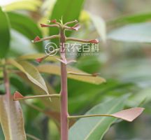 柑橘黄叶症状示例0