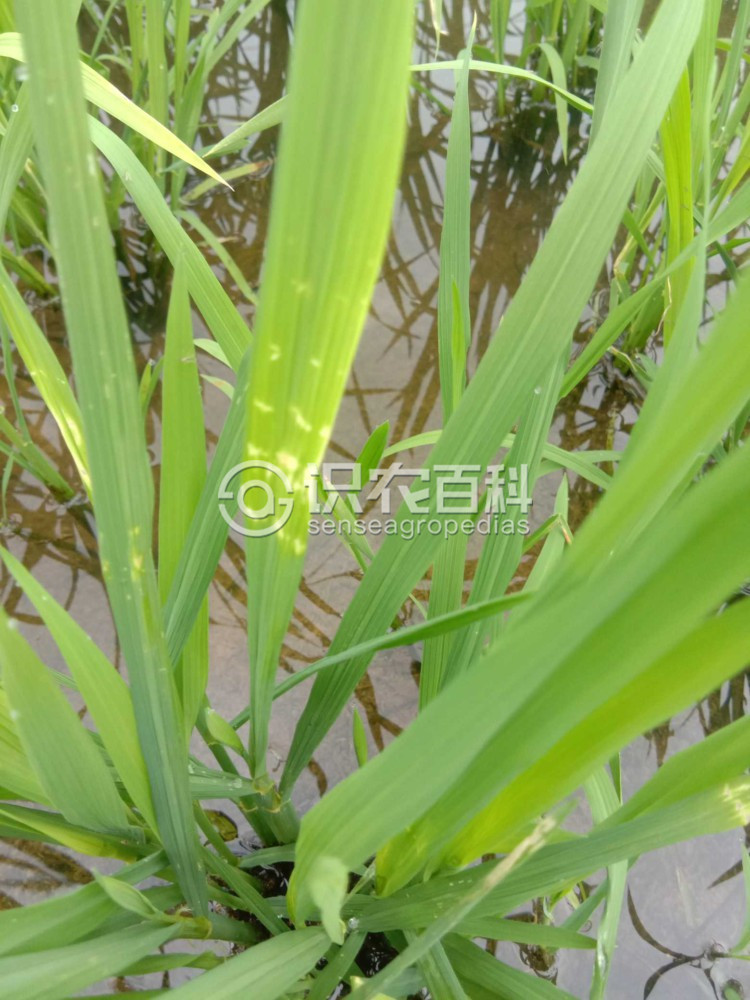 柑橘黄叶症状示例3