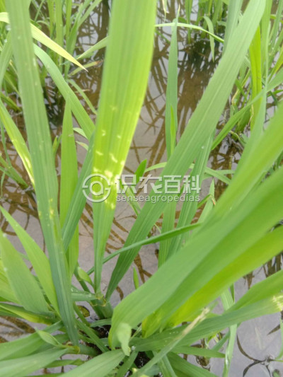 沫蝉科