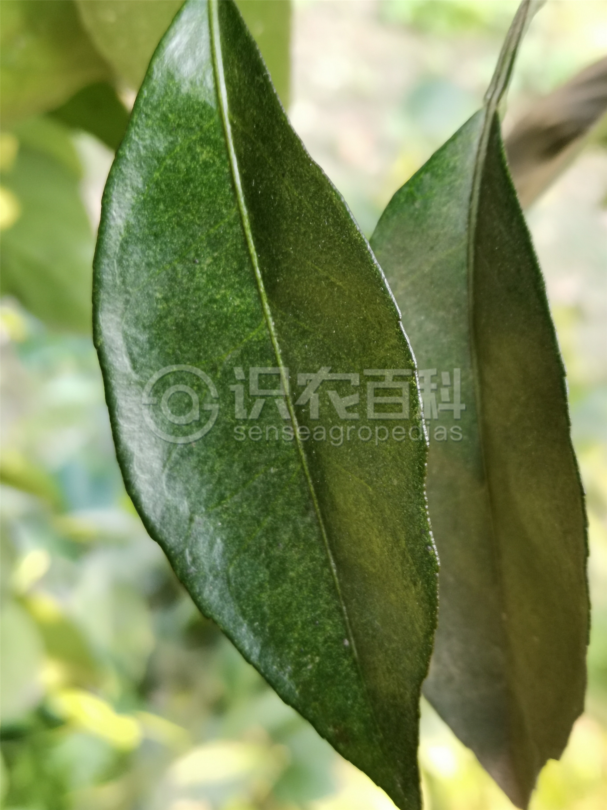 柑橘黄叶症状示例0