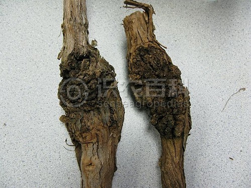 柑橘黄叶症状示例1