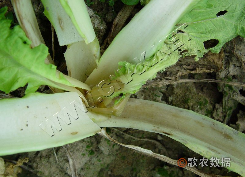 柑橘黄叶症状示例0