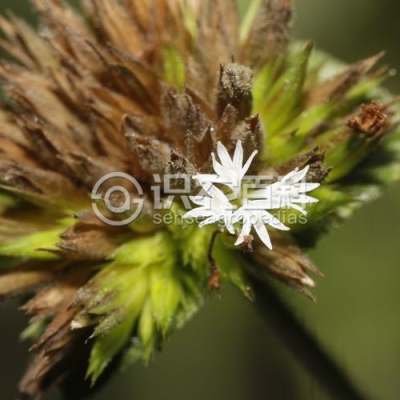 白花地胆草