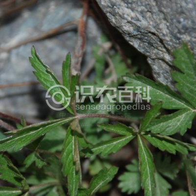 匍枝委陵菜