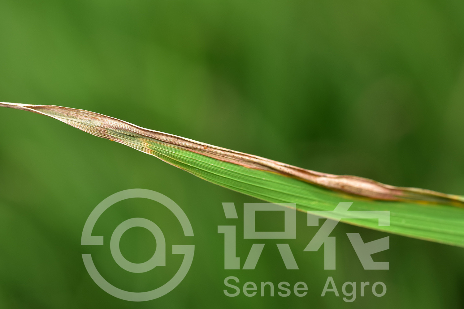 柑橘黄叶症状示例2