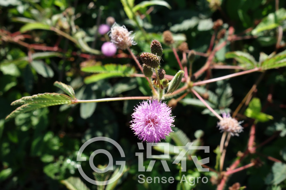 柑橘黄叶症状示例1