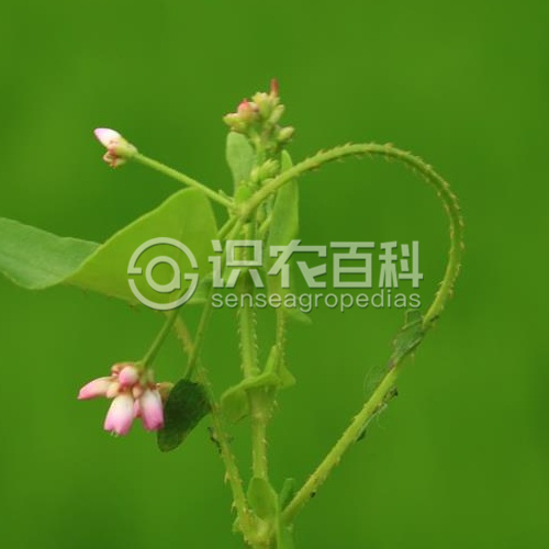柑橘黄叶症状示例2