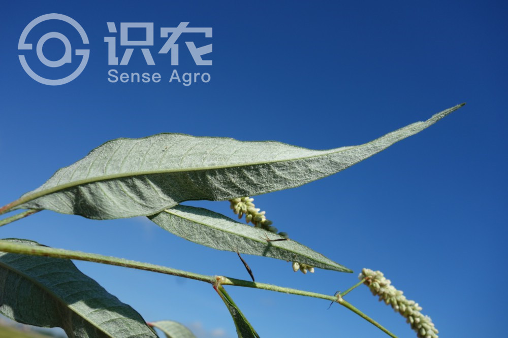 柑橘黄叶症状示例1