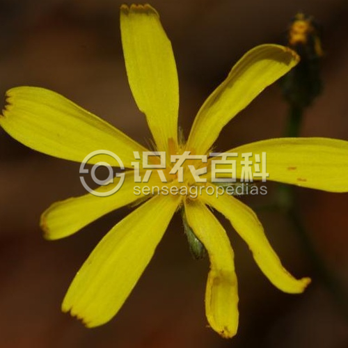 柑橘黄叶症状示例3