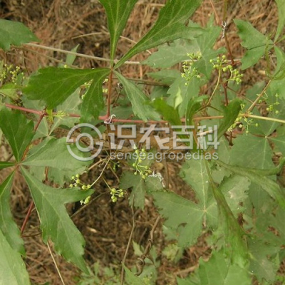 掌裂草葡萄