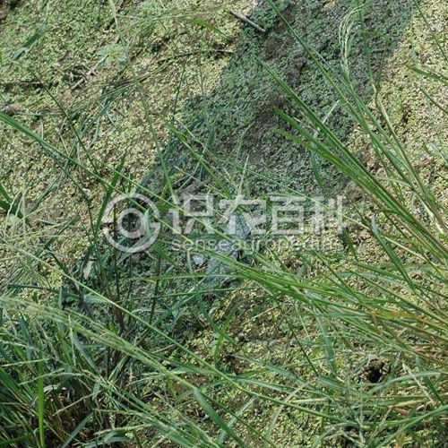 柑橘黄叶症状示例3