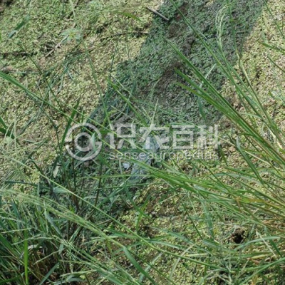 双稃草