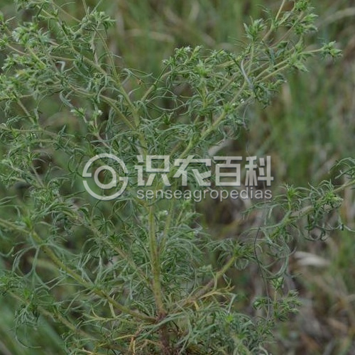 柑橘黄叶症状示例2