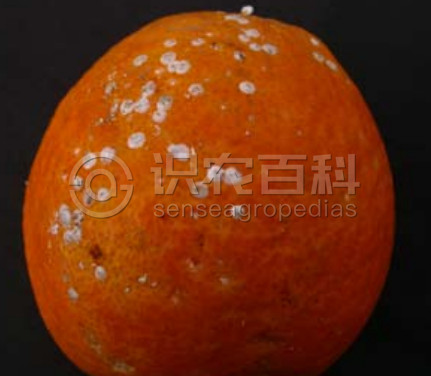 柑橘黄叶症状示例1