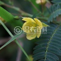 柑橘黄叶症状示例0