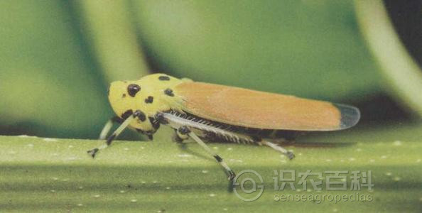 柑橘黄叶症状示例2
