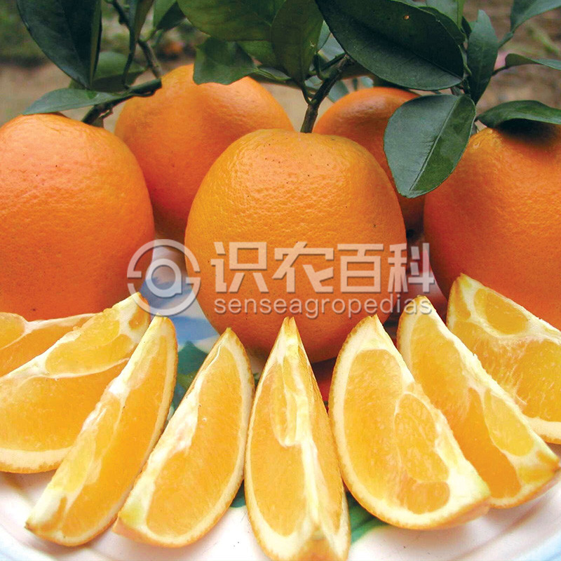 柑橘黄叶症状示例1