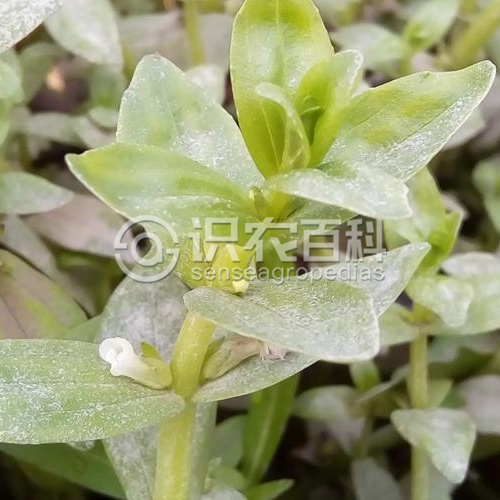 柑橘黄叶症状示例2