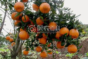 柑橘黄叶症状示例0