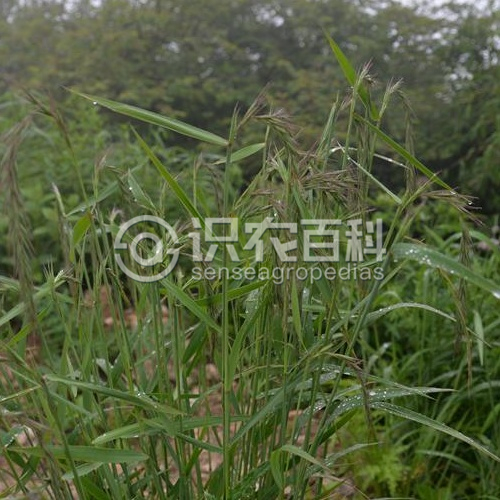 柑橘黄叶症状示例2