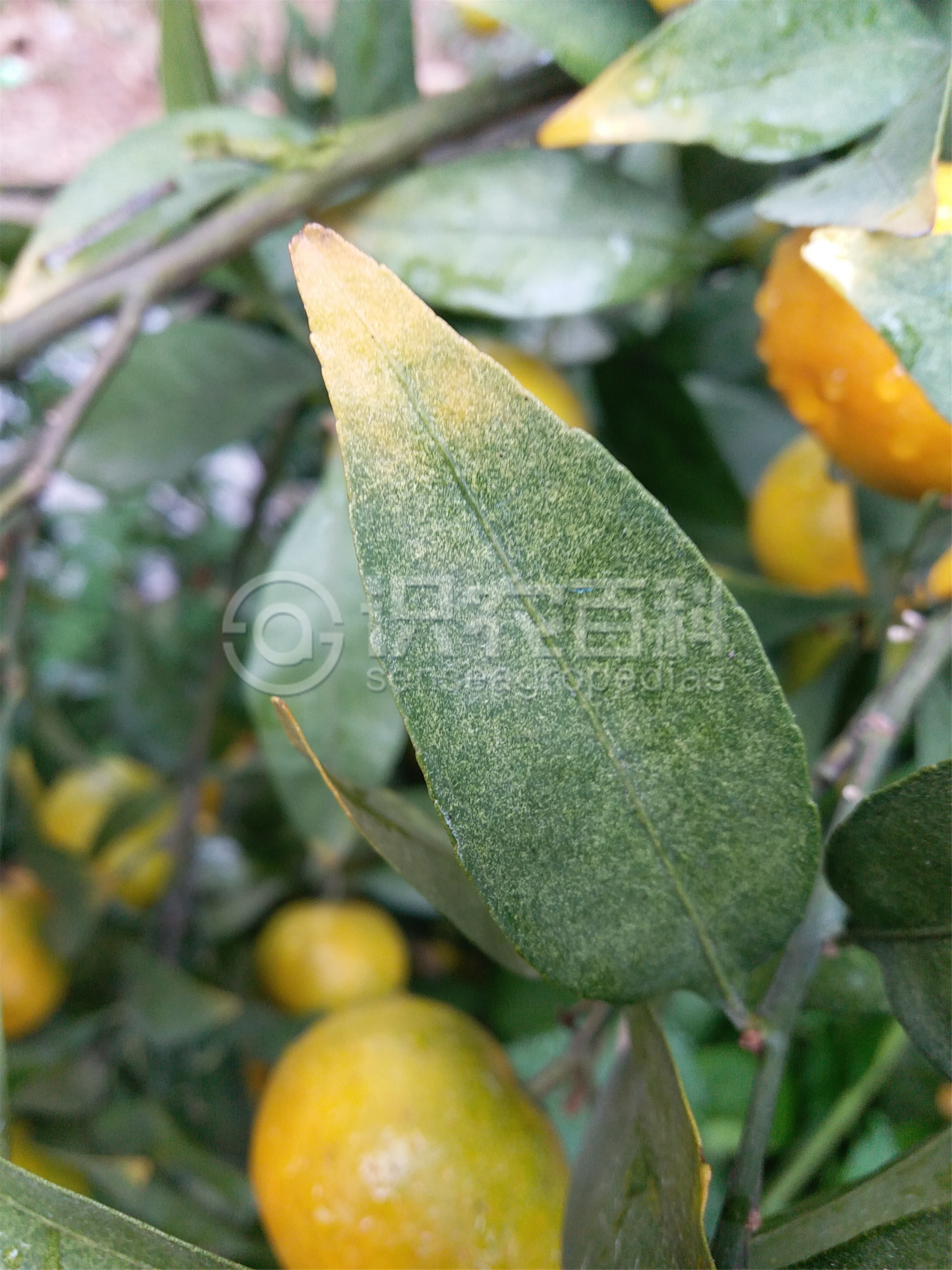 柑橘黄叶症状示例2