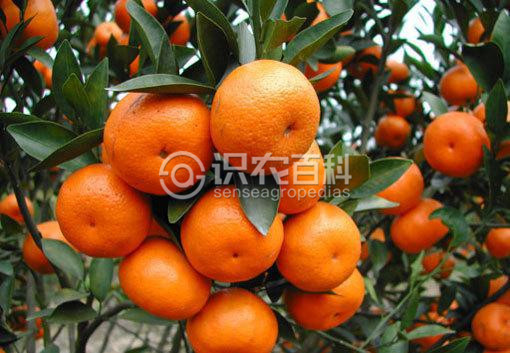 柑橘黄叶症状示例1