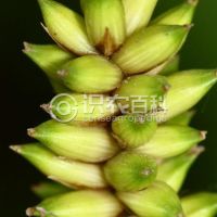 柑橘黄叶症状示例0