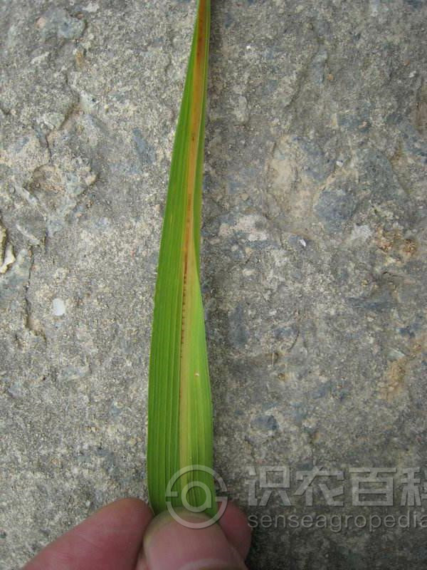 柑橘黄叶症状示例2