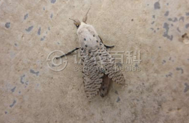 柑橘黄叶症状示例1