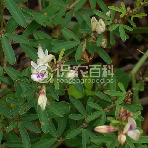 柑橘黄叶症状示例1